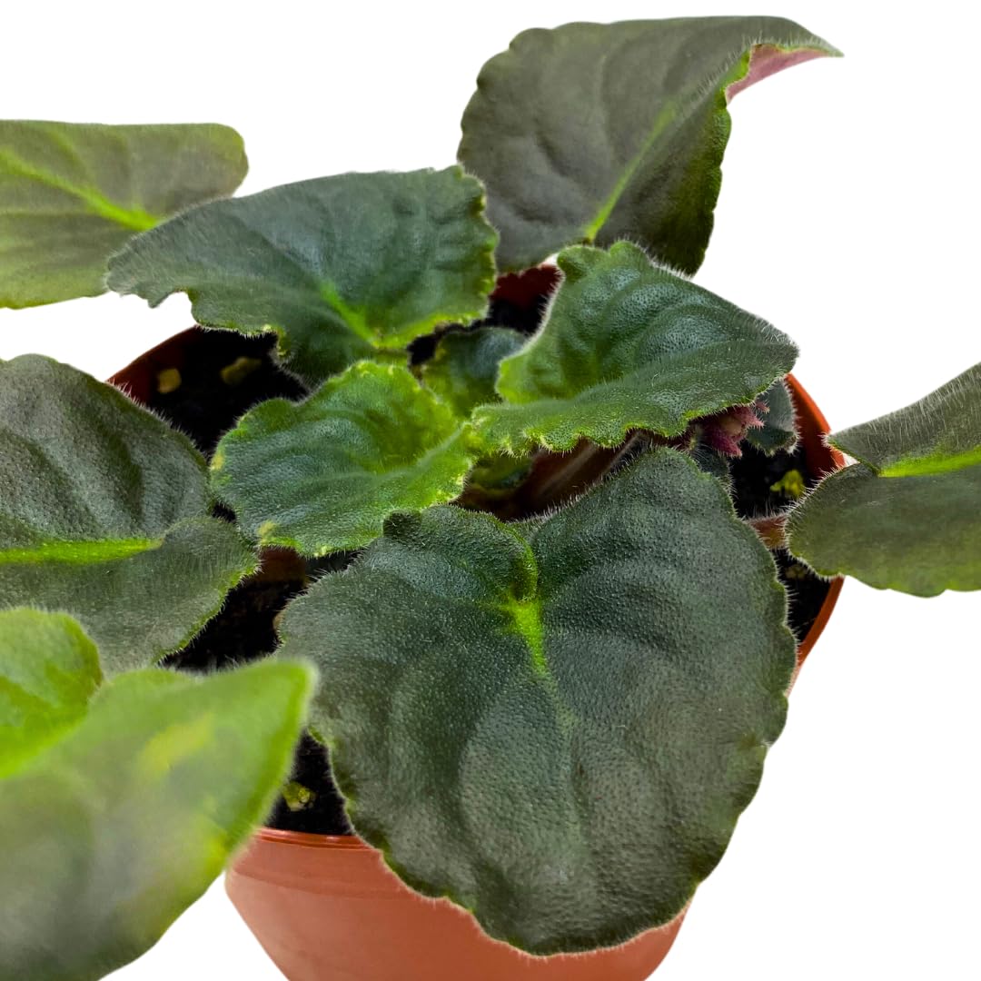 Harmony Foliage African Violet Harmony's Ice Maiden 4 inch Pink