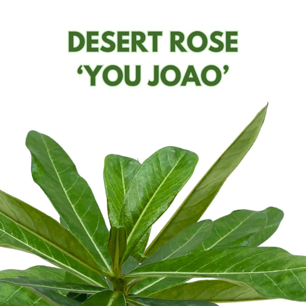 BubbleBlooms Desert Rose You Joao in a 4 inch Pot Extremely Rare Flower