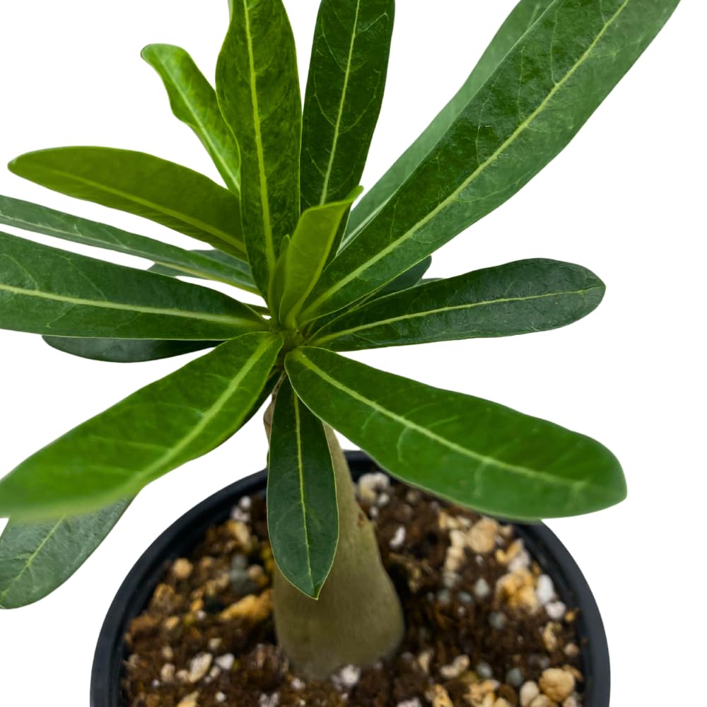 BubbleBlooms Desert Rose Sunshine in a 4 inch Pot Extremely Rare Flower