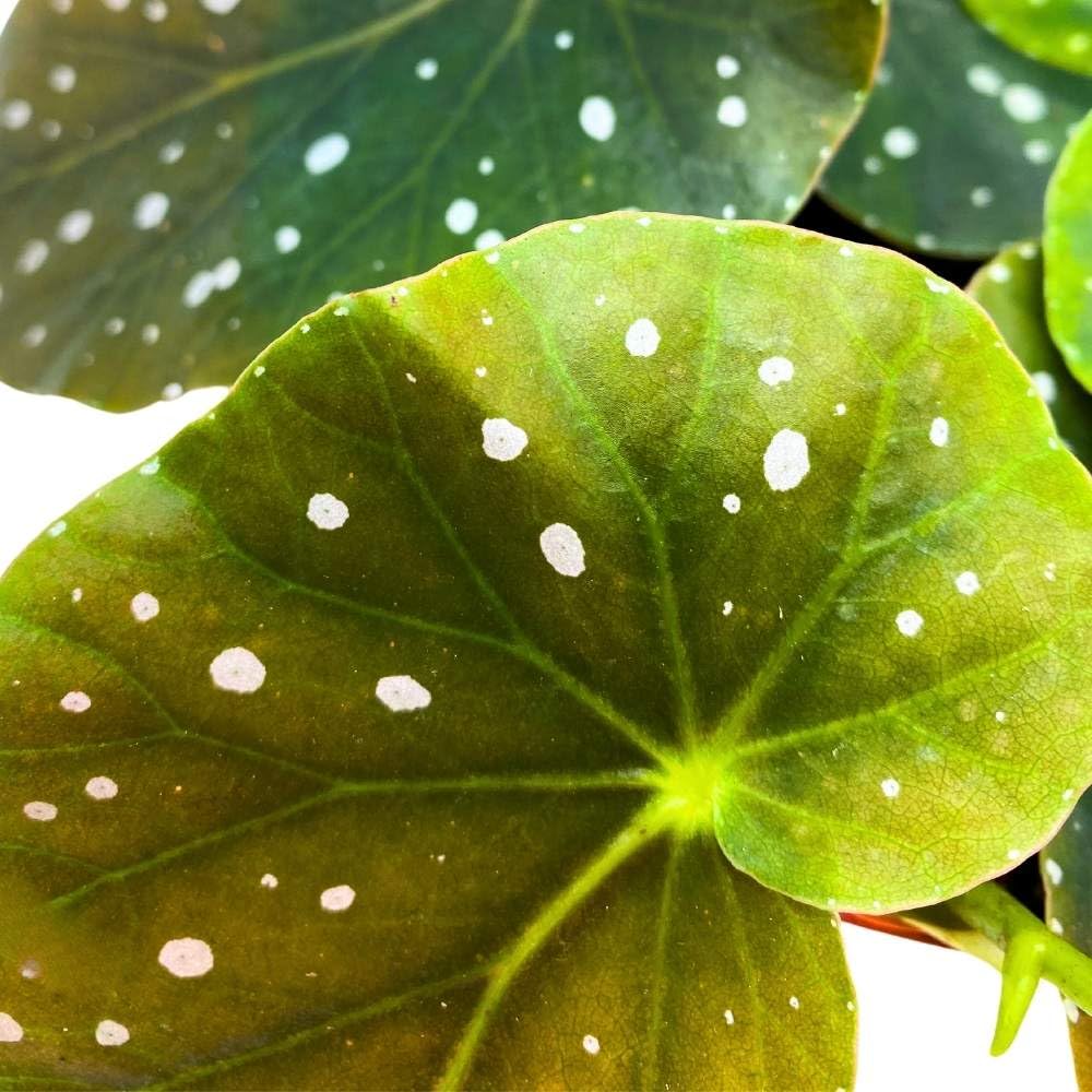 Harmony's Dark Queen Angel Wing, 6 inch Cane Begonia Green Leaf White Polkadots