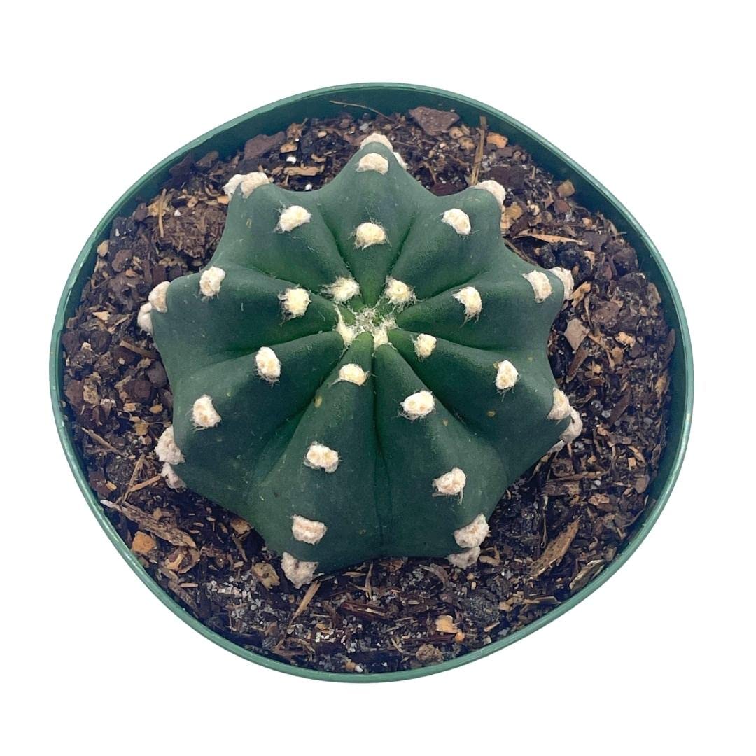 Easter Lily Cactus, Echinopsis subdenudata, Domino Cactus, in a 4 inch Pot