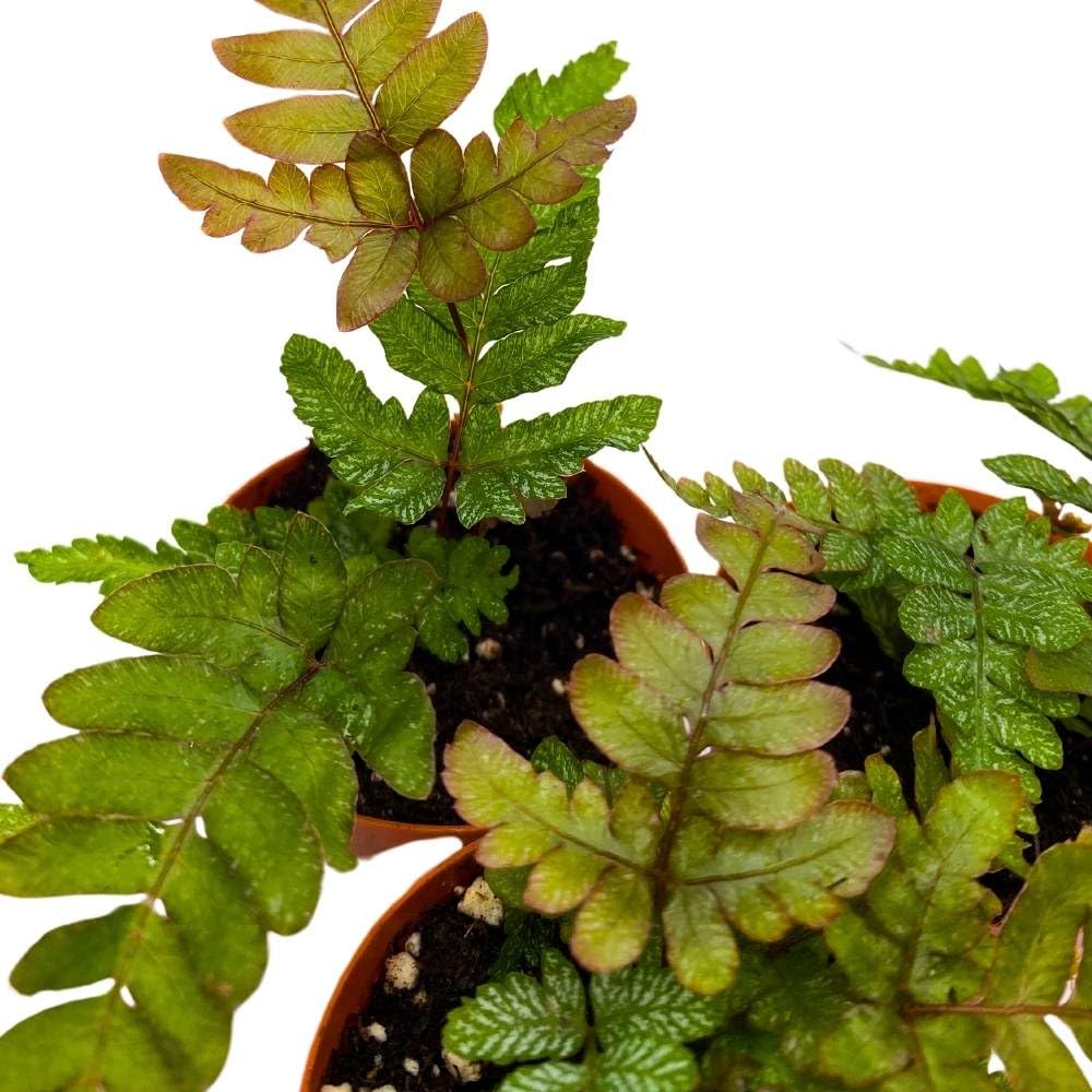 Mahogany Fern 2 inch Set of 3 Didymochlaena truncatula Tiny Mini Pixie Plants