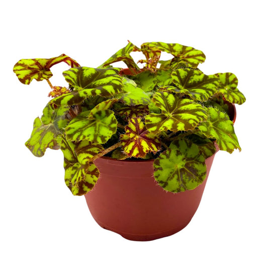 Harmony Foliage Rhizomatous Begonia Mauritius Rex 6 inch