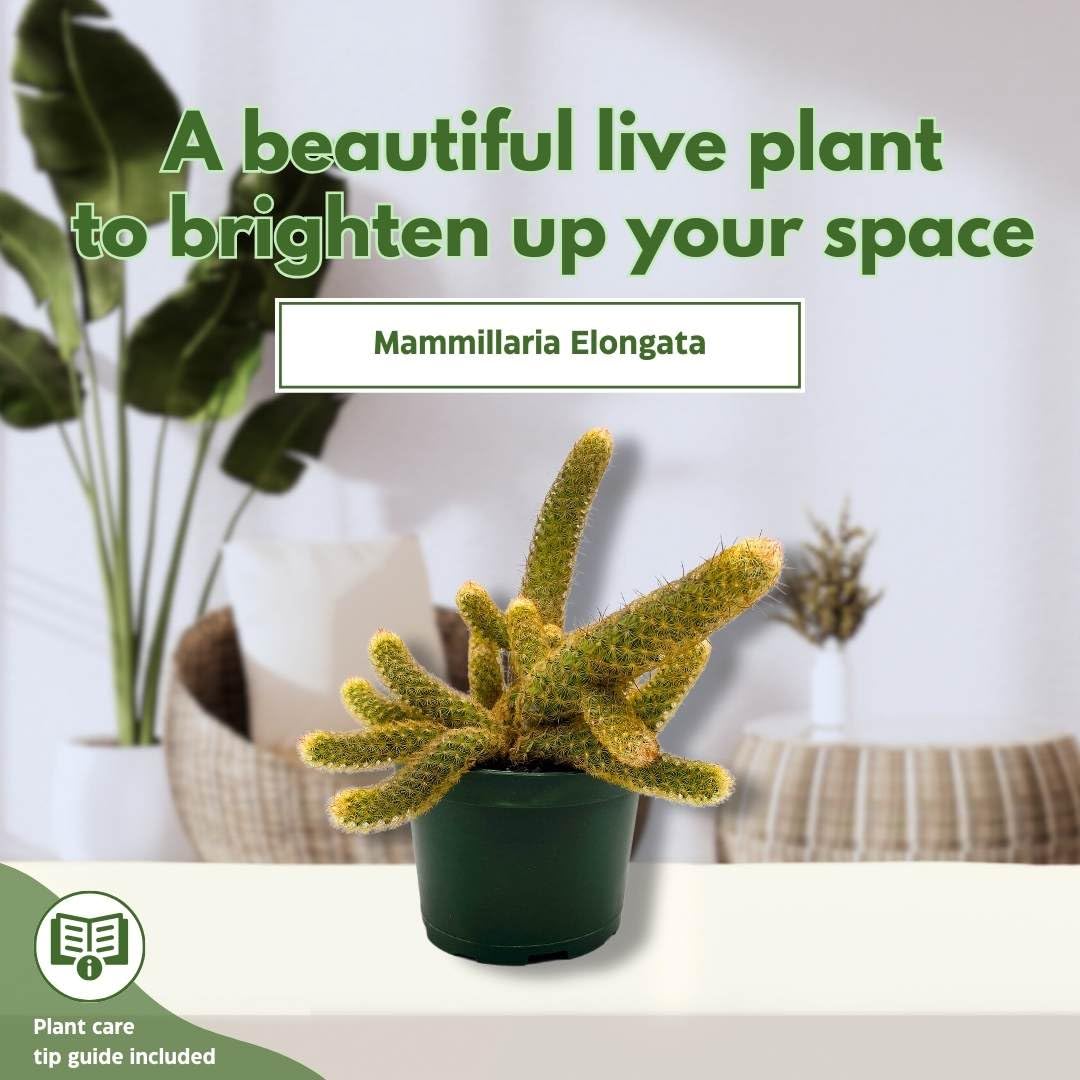 BubbleBlooms Lady Finger Cactus Copper King in a 6 inch Pot Mammillaria Elongata, Kopper Lady Fingers