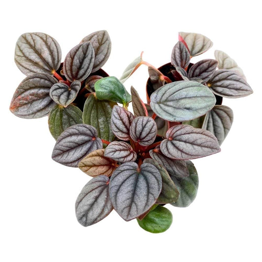 Peperomia Rosso, 2 inch Set of 3, Light Gray Emerald Ripple Pep Caperata