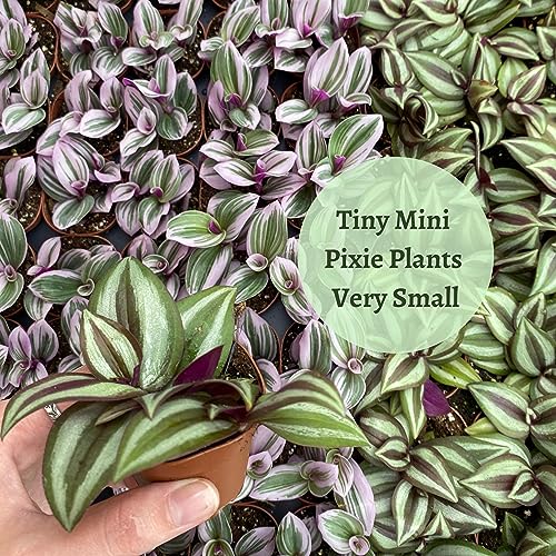 Wandering Dude Assortment, Tradescantia Variety, 2 inch, Set of 3 Tiny Mini Pixie Plant