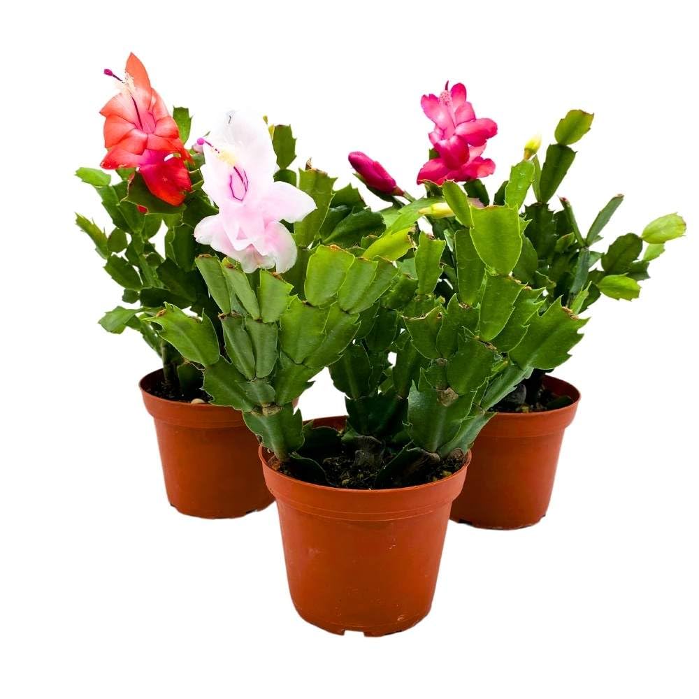 Christmas Cactus Assortment, 4 inch Set of 3 Holiday Cactus Thanksgiving, Easter Cactus, Seasonal Flowering