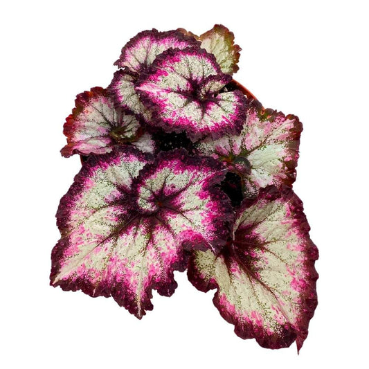 Harmony's Midnight Fantasy 6 inch Begonia Rex Purple Spiral Jagged Edges