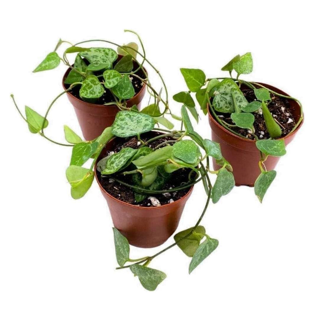 BubbleBlooms String of Spades Set of 3 in 2 inch pots Narrow Ceropegia Woodii Tiny Mini Pixie