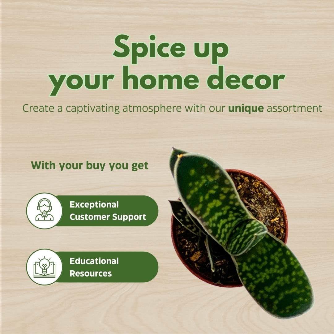 BubbleBlooms Gasteria pillansii, Green Dragon, Smooth in a 2 inch Pot