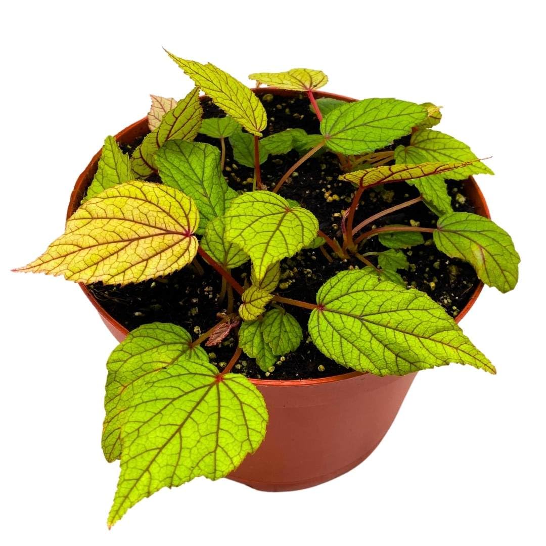 Harmony Foliage Begonia Abdullahpieei, 6 inch Rhizomatous Rhizo