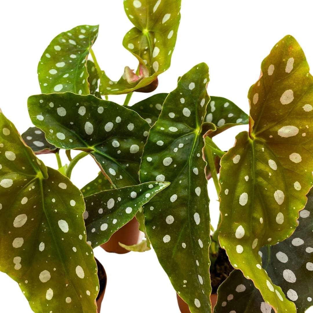 BubbleBlooms Begonia Maculata 2 inch Set of 3 Polka Dot Angel Wing