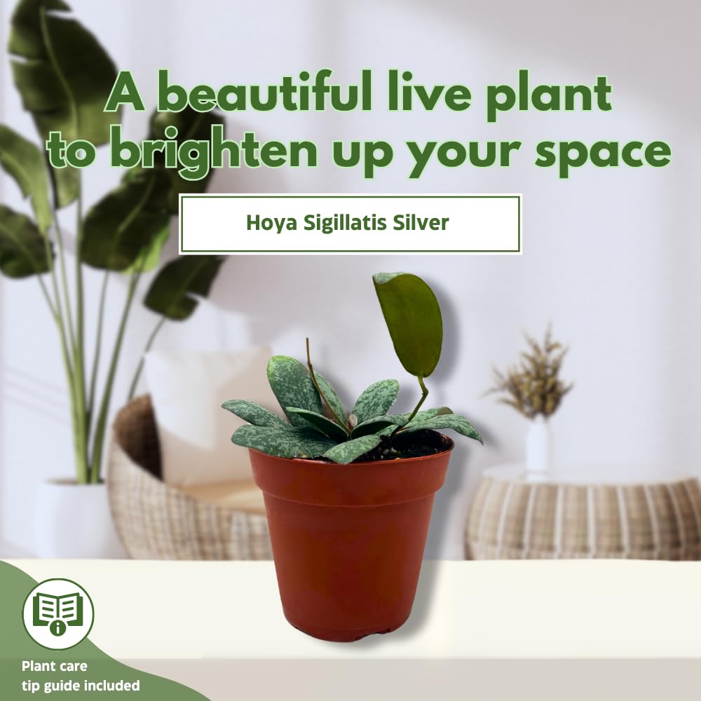 BubbleBlooms Hoya Sigilatis in a 4 inch Pot