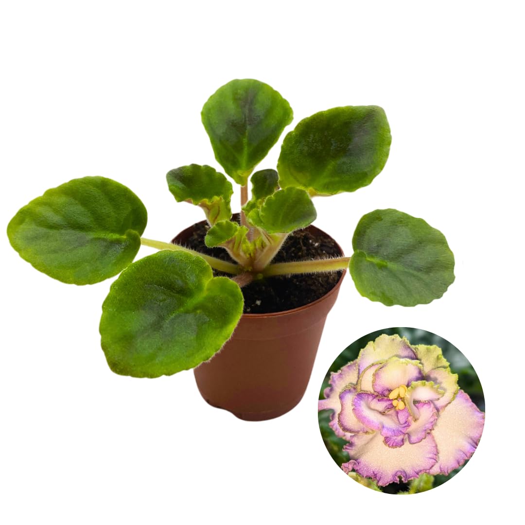 Harmony Foliage Mini African Violet California Victory, 2 inch White Pink Flower