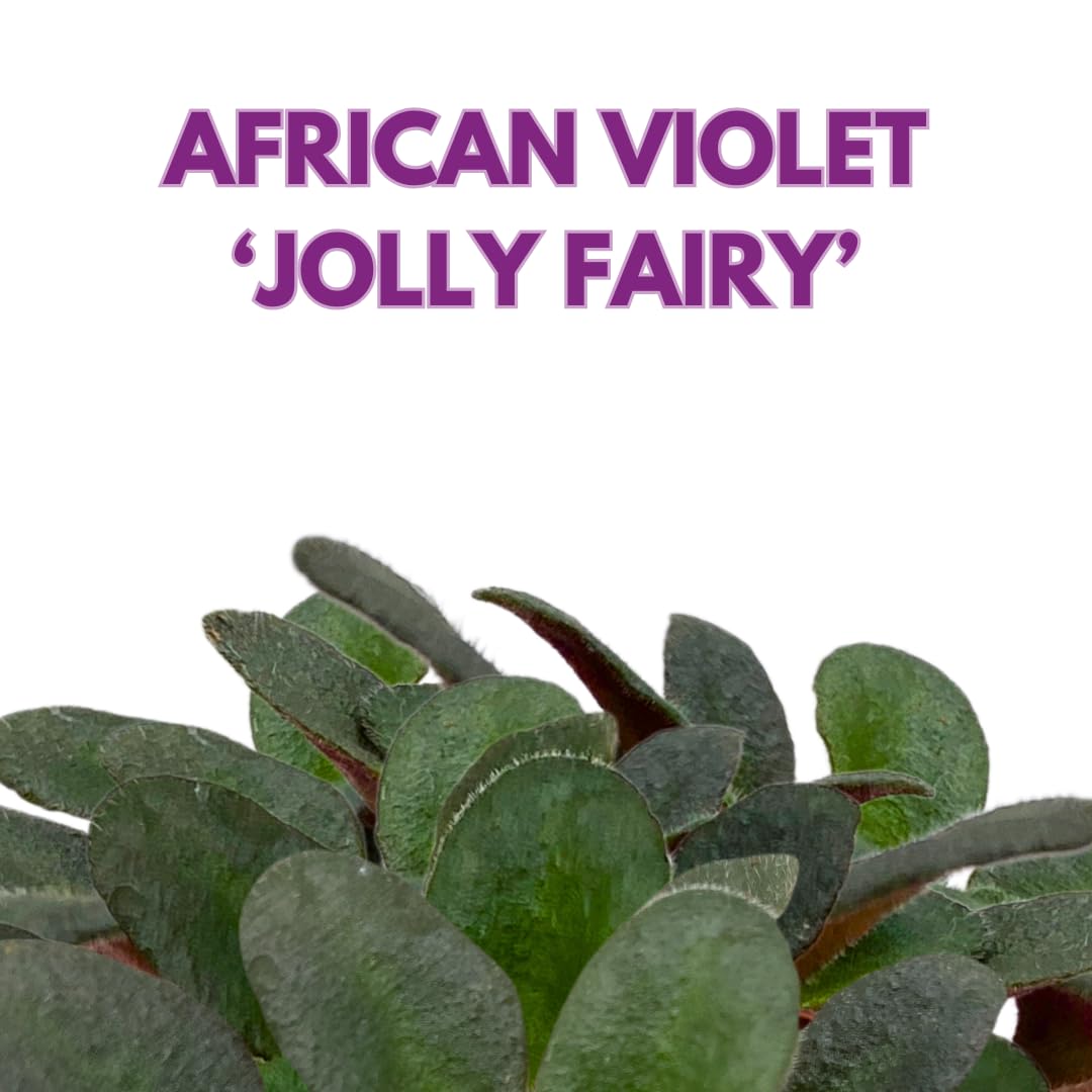 Harmony Foliage Mini African Violet Jolly Fairy 2 inch Pink Flower