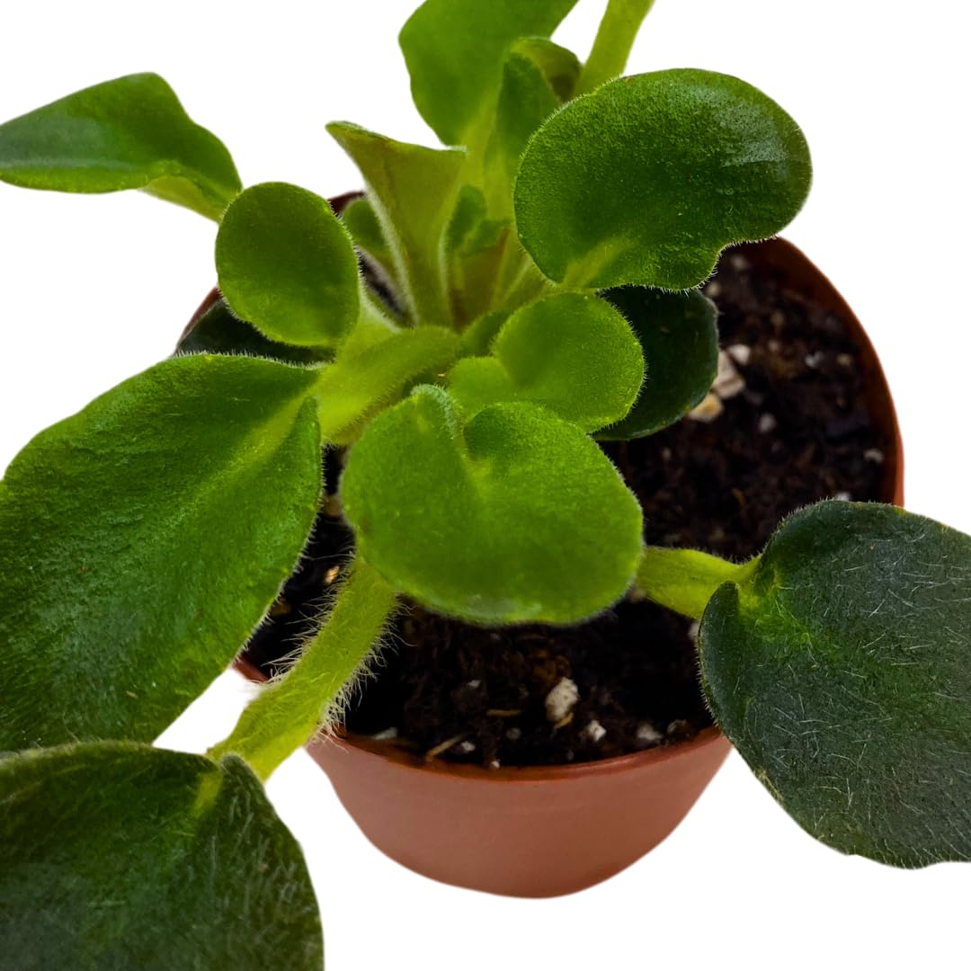 Harmony Foliage Mini African Violet Morgan's Muskaan 2 inch White Pink Flower