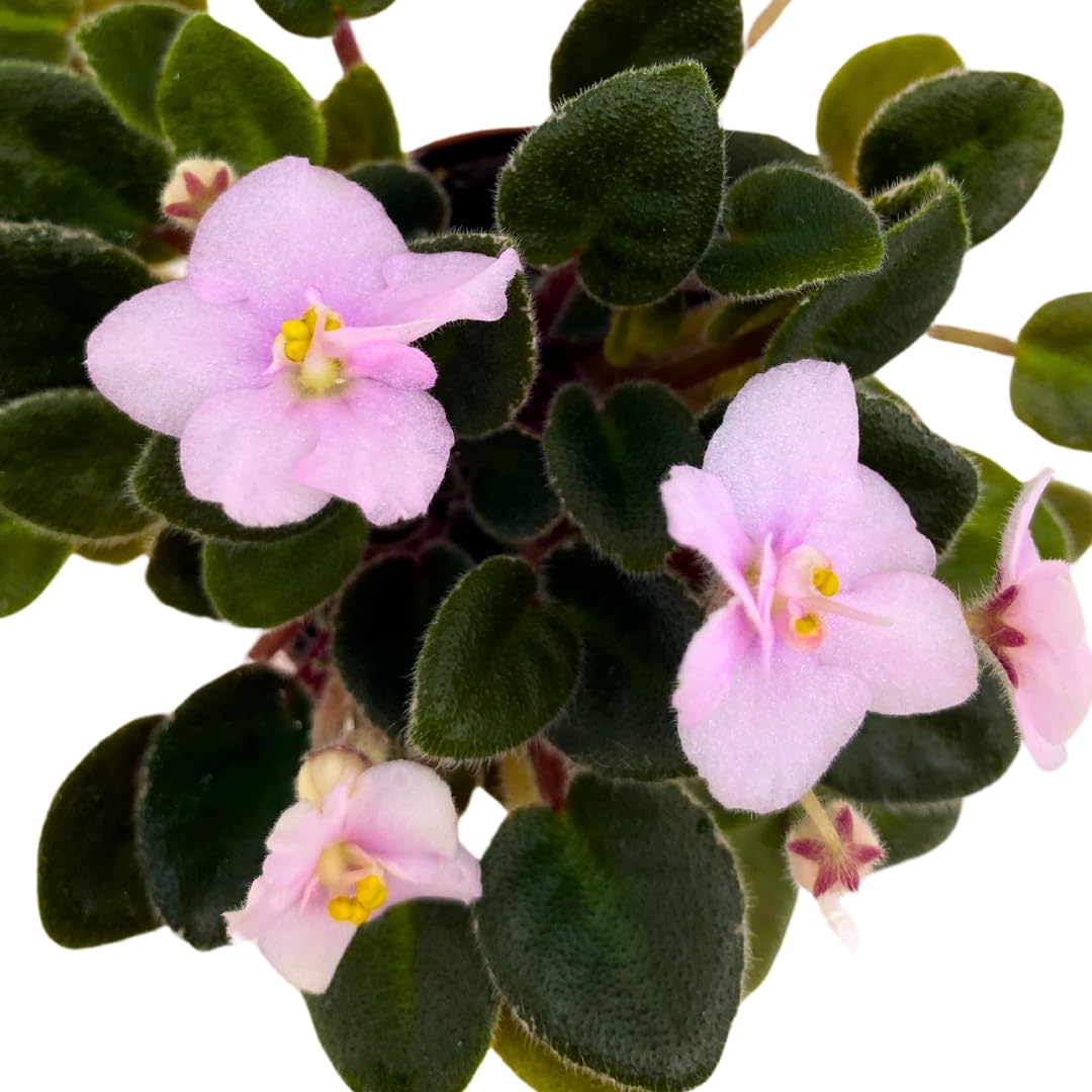 Harmony Foliage Mini African Violet Cajun's Lil Joy 2 inch Pink Flower