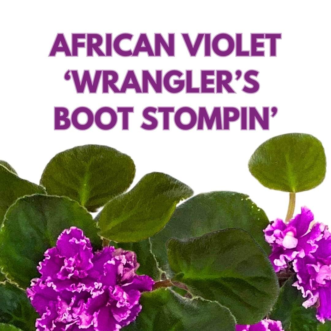 Harmony Foliage African Violet Wrangler's Boot Stompin' 4 inch