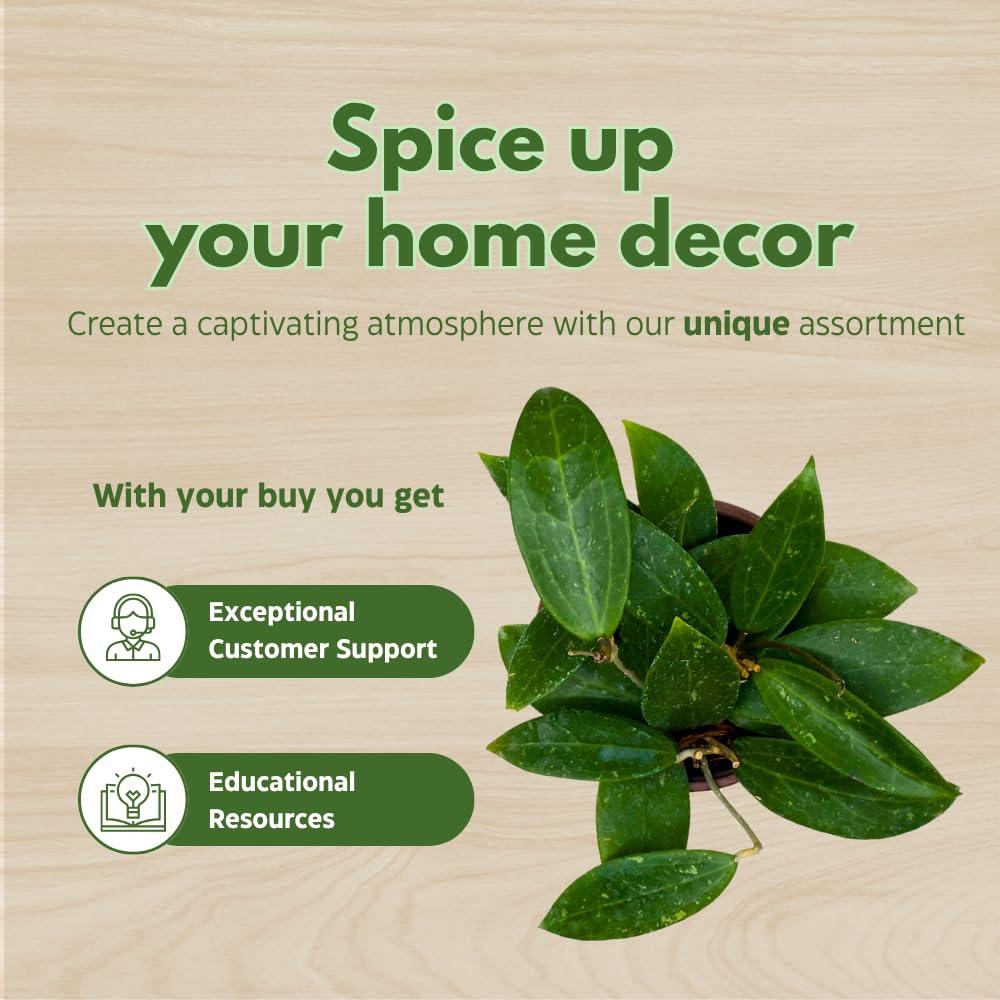 BubbleBlooms Hoya Padilla Bogor in a 4 inch Pot