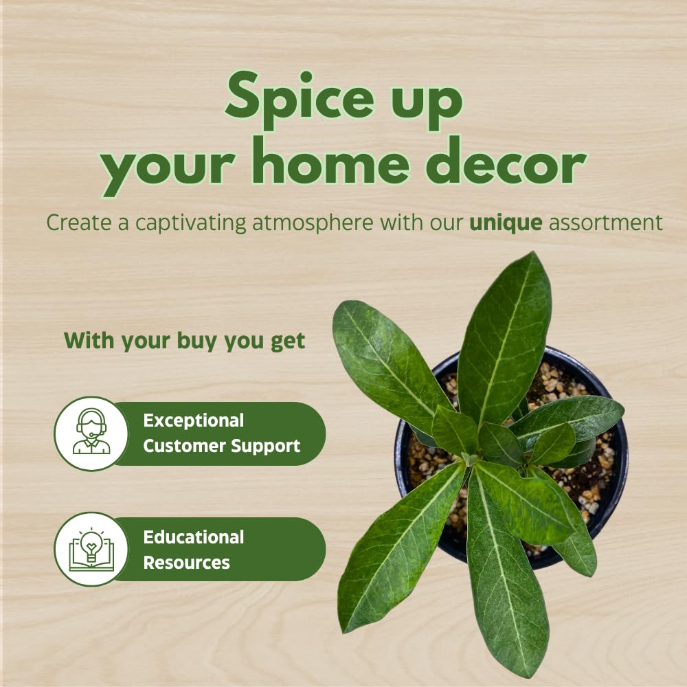 BubbleBlooms Desert Rose Genoa in a 4 inch Pot Extremely Rare Flower