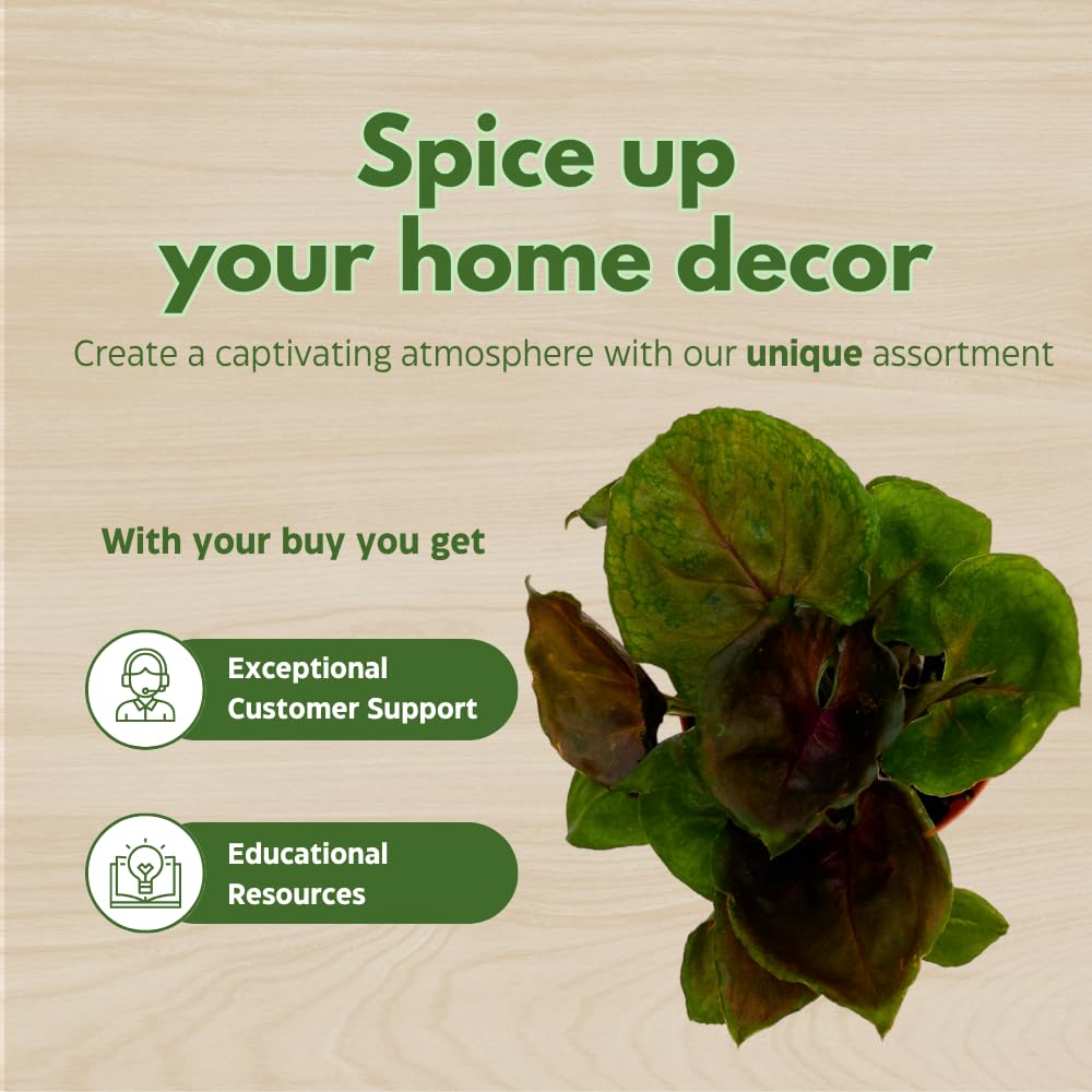 BubbleBlooms Syngonium Red Allusion in a 2 inch Pot Tiny Mini Pixie Plant