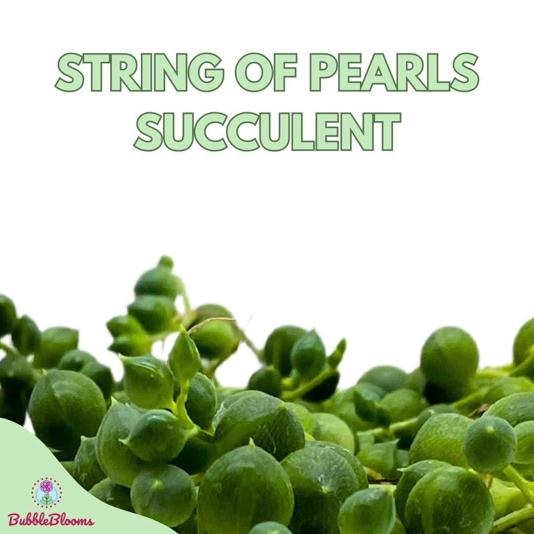 String of Pearls, Senecio rowleyanus, 4 inch String of Peas, String of Beads, Necklace Succulent, Well Rooted Very Filled Healthy, String-of-Pearls