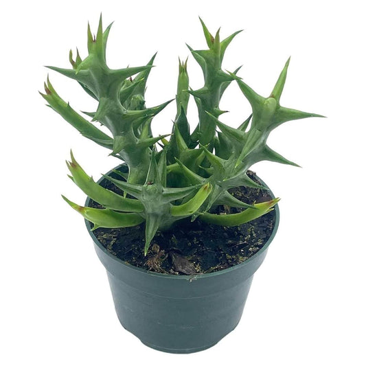 BubbleBlooms Orbea Stapelia Schweinfurthii, 4 inch Rare Orange Flowering Huernia