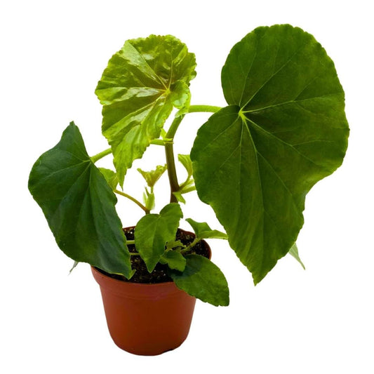 Begonia Odorata Alba in a 4 inch Pot Grandis Evansiana VAR Hardy Begonia