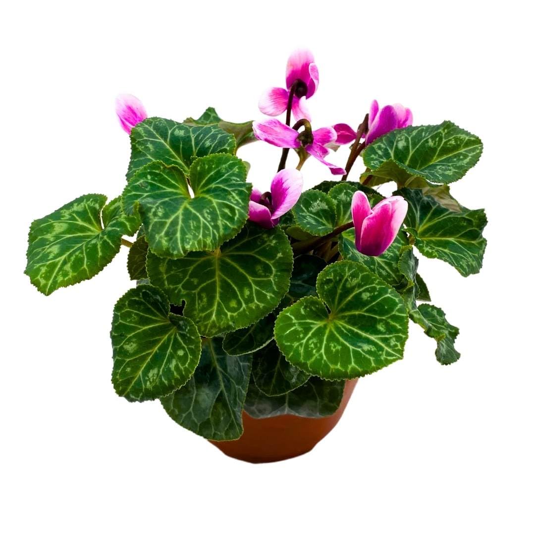 BubbleBlooms Flowering Cyclamen persicum in a 4 inch Pot Sowbread Alpine Persian Violet Mother's Day Plant