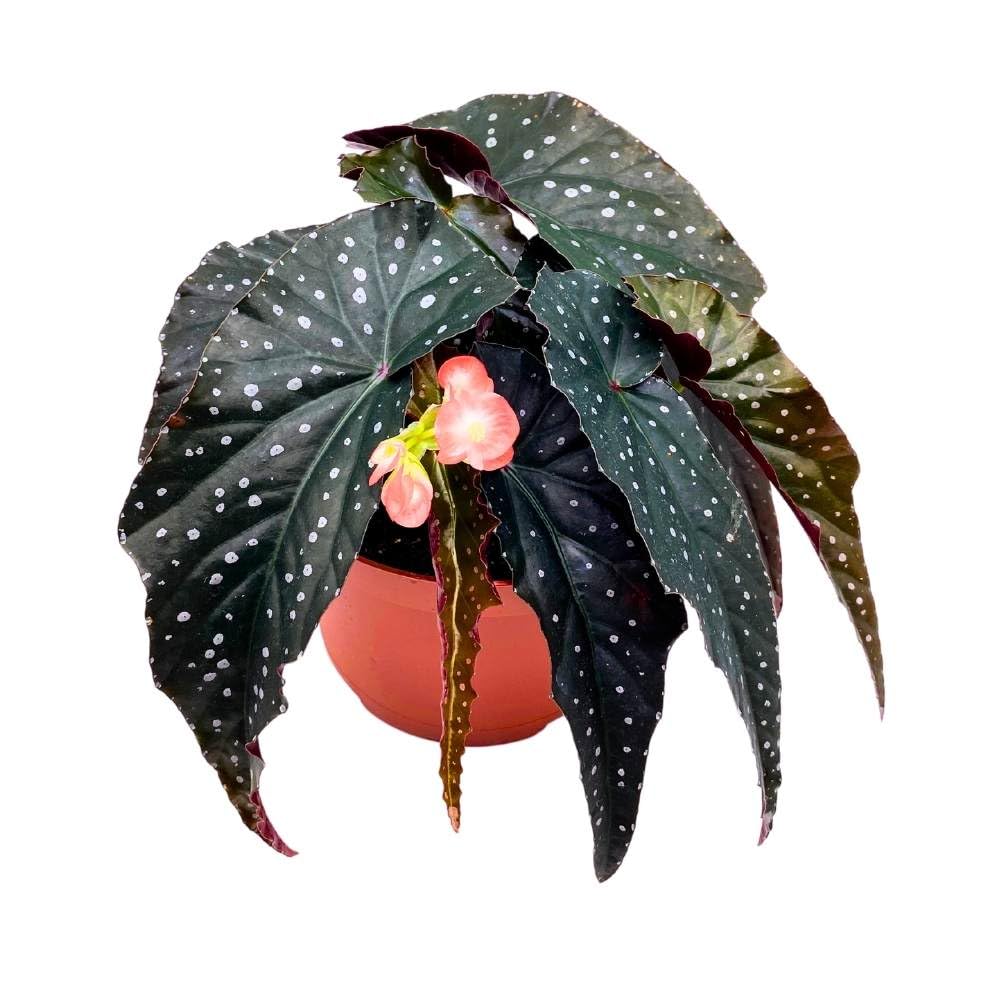 Harmony's Tempest Angel Wing Hybrid Cane Begonia, 6 inch, Narrow Crinkly Black with White Dots Silver Tip Pink Flower