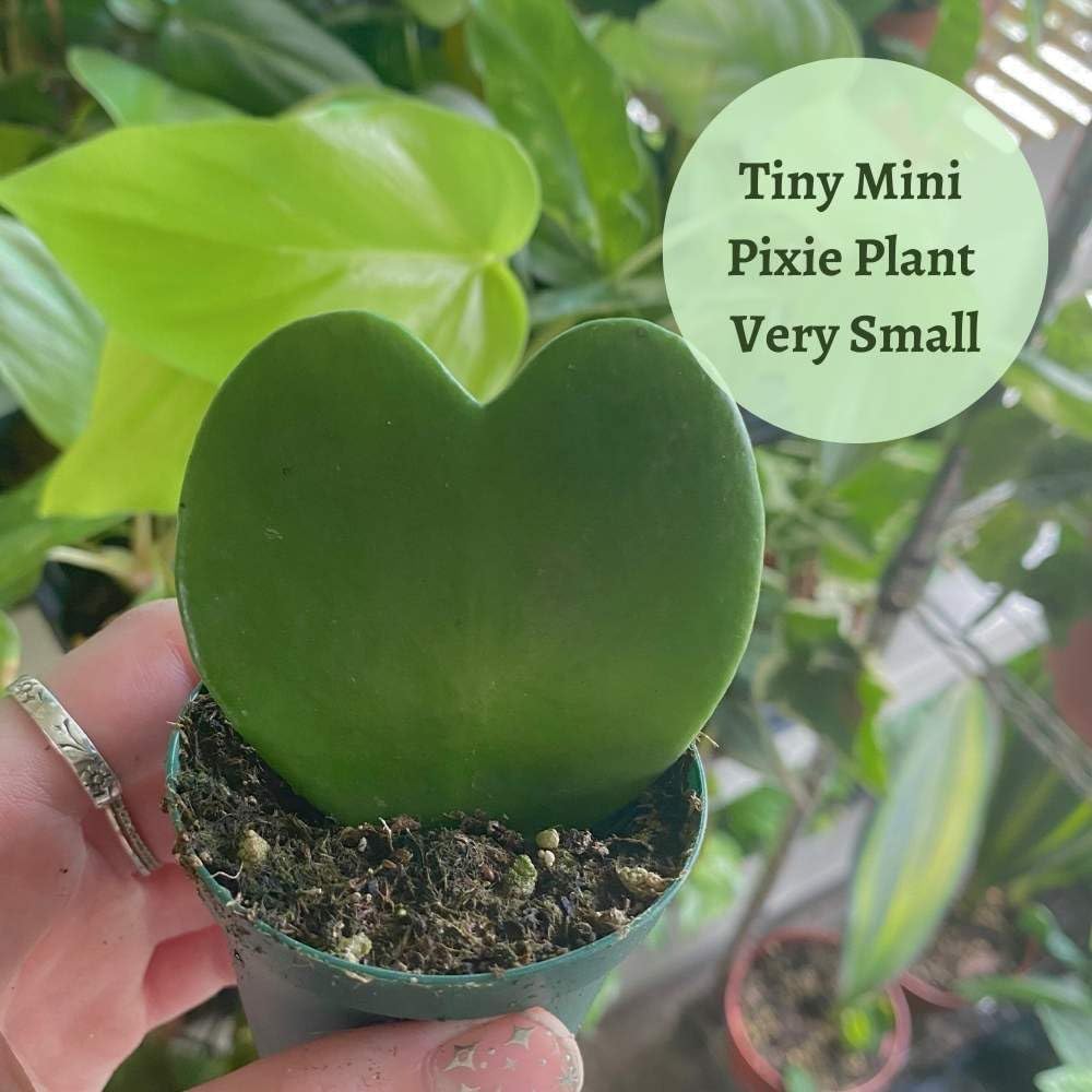 BubbleBlooms Hoya Kerrii Green Heart 24-Pack 2 inch Single Leaf No Node Sweetheart Mother's Day Valentine's Day Plant