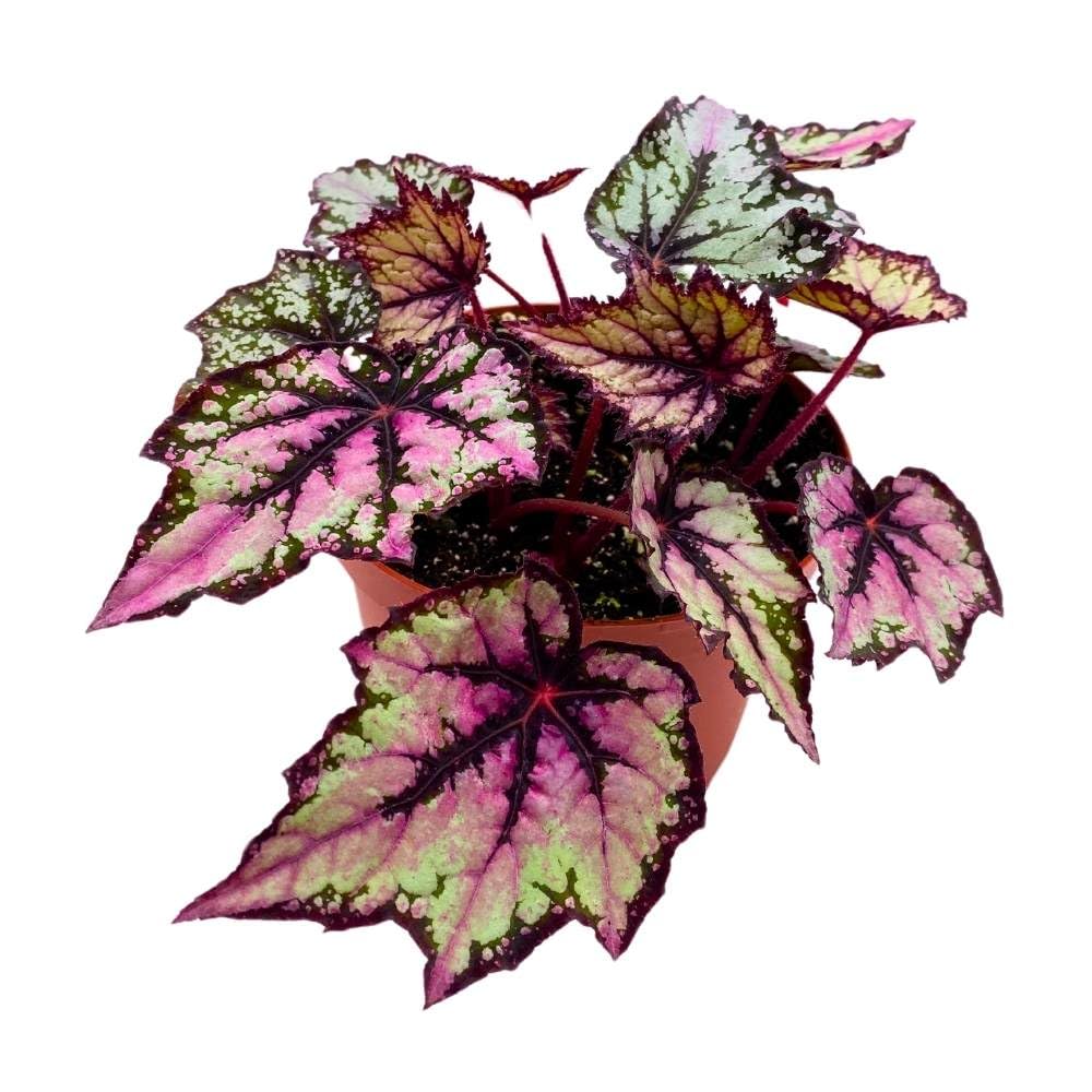 Begonia Rex Robert Golden, 6 inch Purple Gray Black Band Jagged Leaves