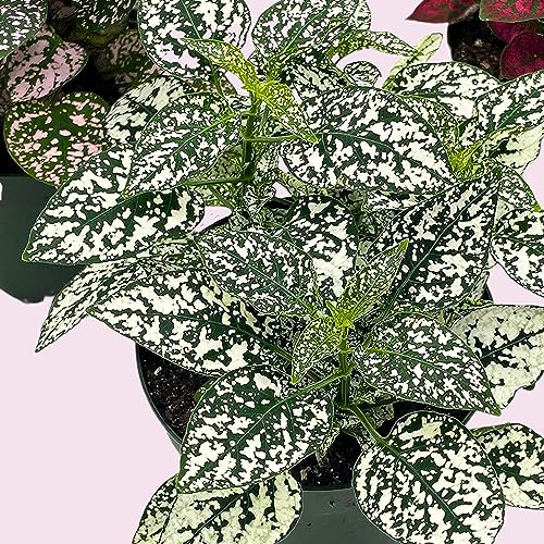 BubbleBlooms Polka Dot Plant Assortment in a 4 inch Pot Hypoestes Phyllostachya, Pink, White, and red, Flamingo Splash, Set of 3