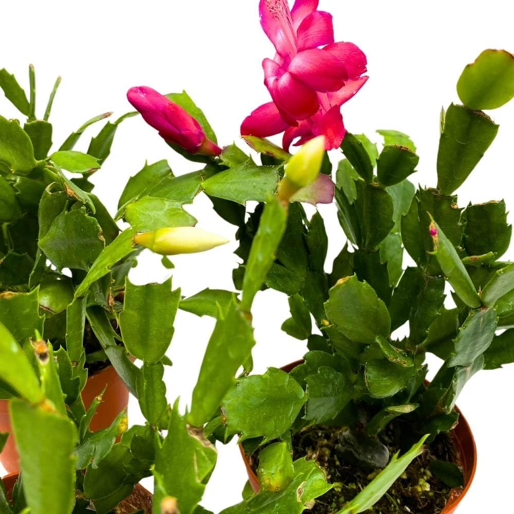 Christmas Cactus Assortment, 4 inch Set of 3 Holiday Cactus Thanksgiving, Easter Cactus, Seasonal Flowering