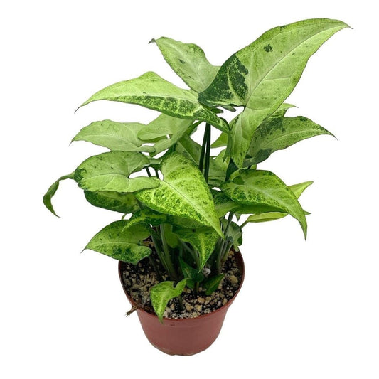 Syngonium Podophyllum Green and White, 4 inch, Arrowhead Vine, Very Filled House Plant