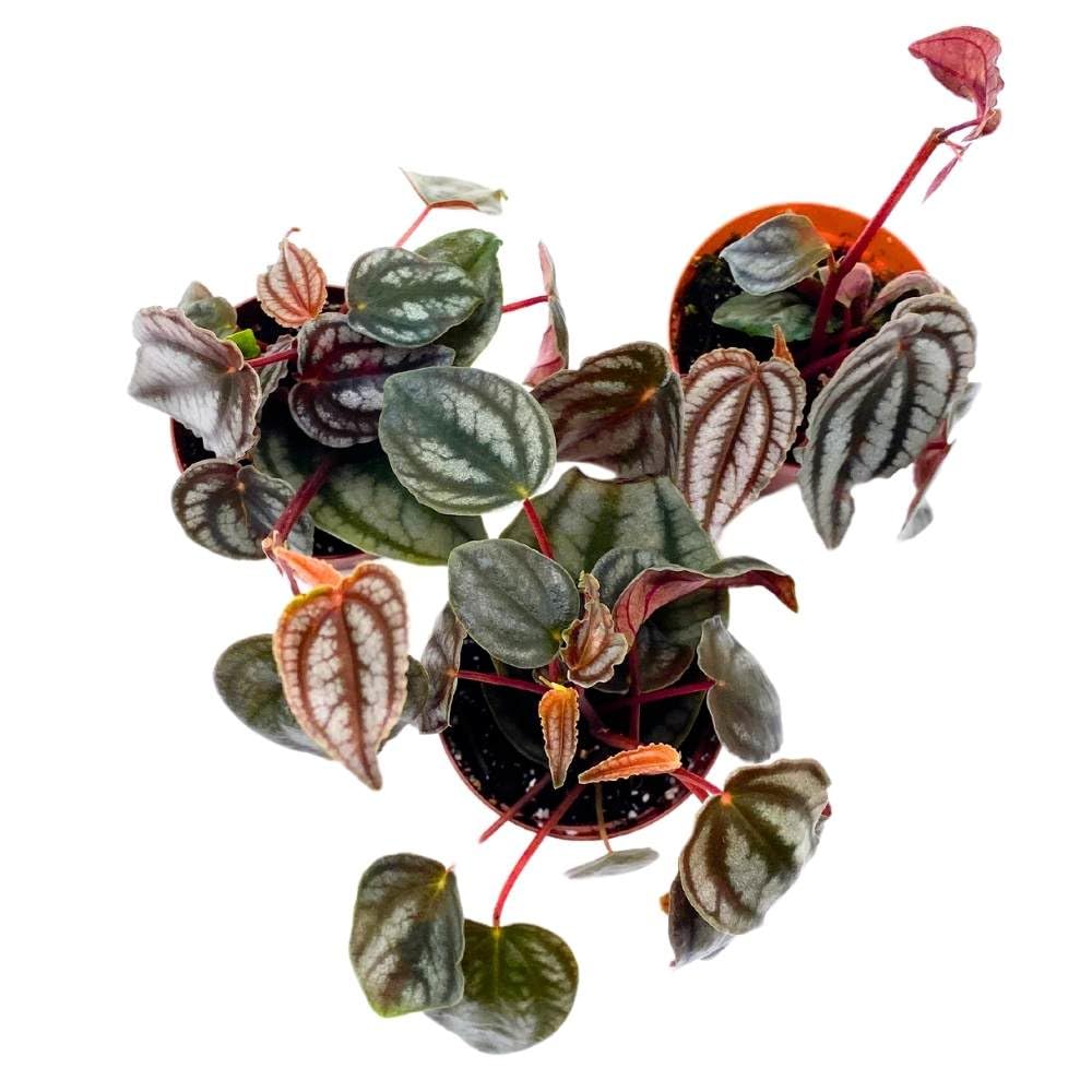 Peperomia Turboensis, 2 inch Set of 3, Metallic Black Rare Pep Purple Watermelon