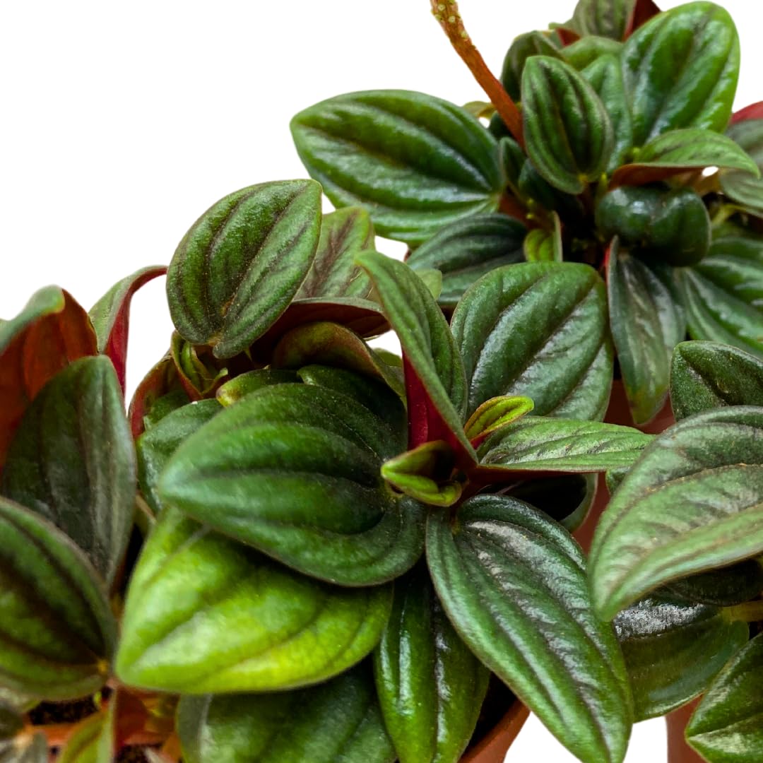 BubbleBlooms Peperomia Rosso 2 inch Set of 3