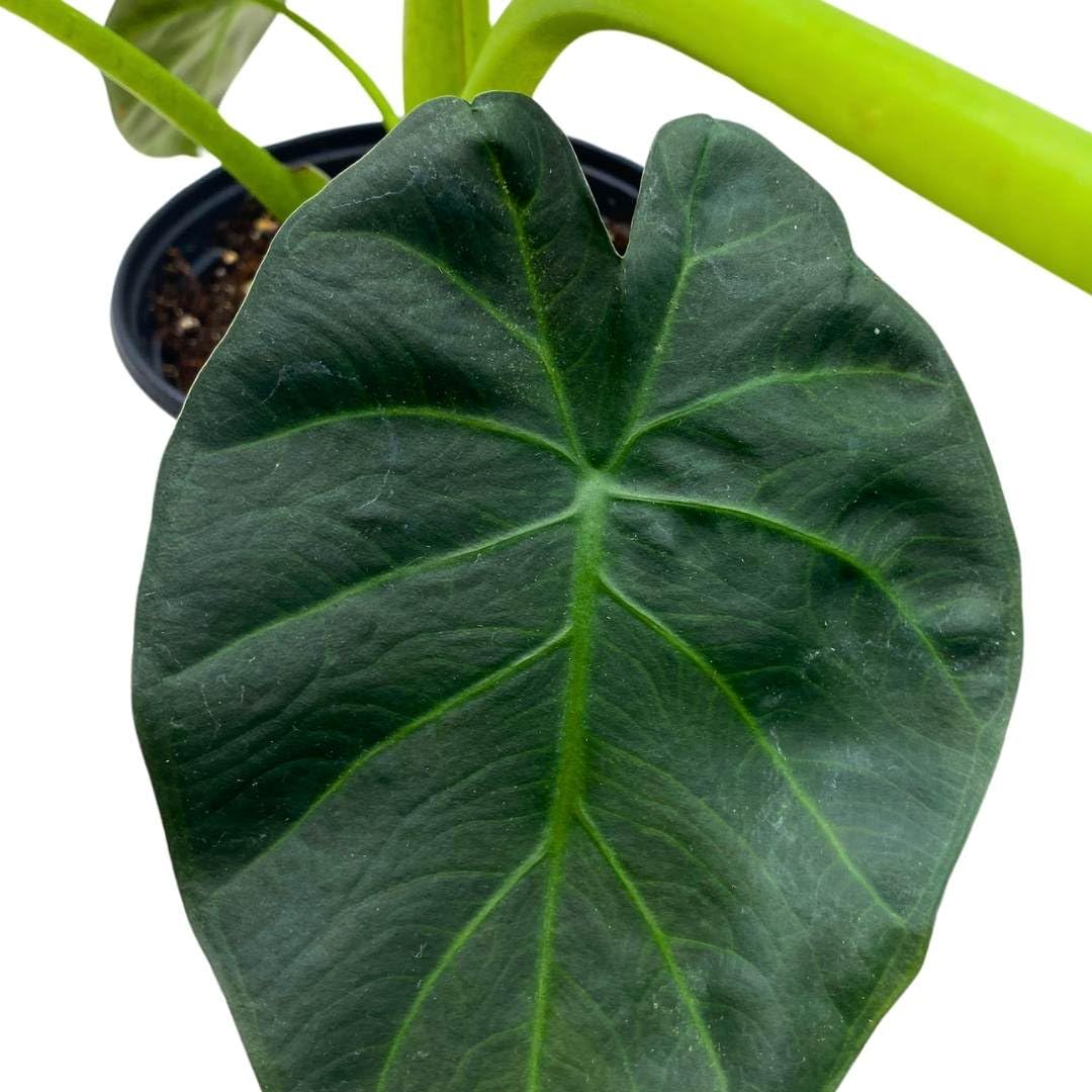 BubbleBlooms Alocasia Regal Shield in a 6 inch Pot Black Elephant Ear, Upright