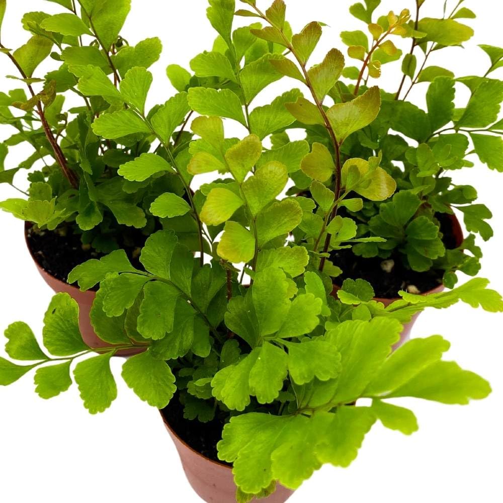 Delta Maidenhair Fern 2 inch Set of 3 Adiantum raddianum Tiny Mini Pixie Plants