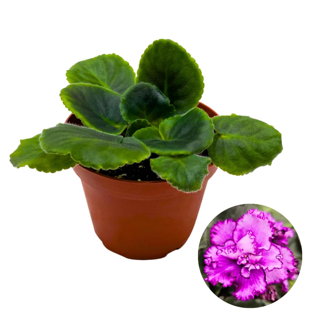 Harmony Foliage African Violet Midnight Twist 4 inch Purple Flower