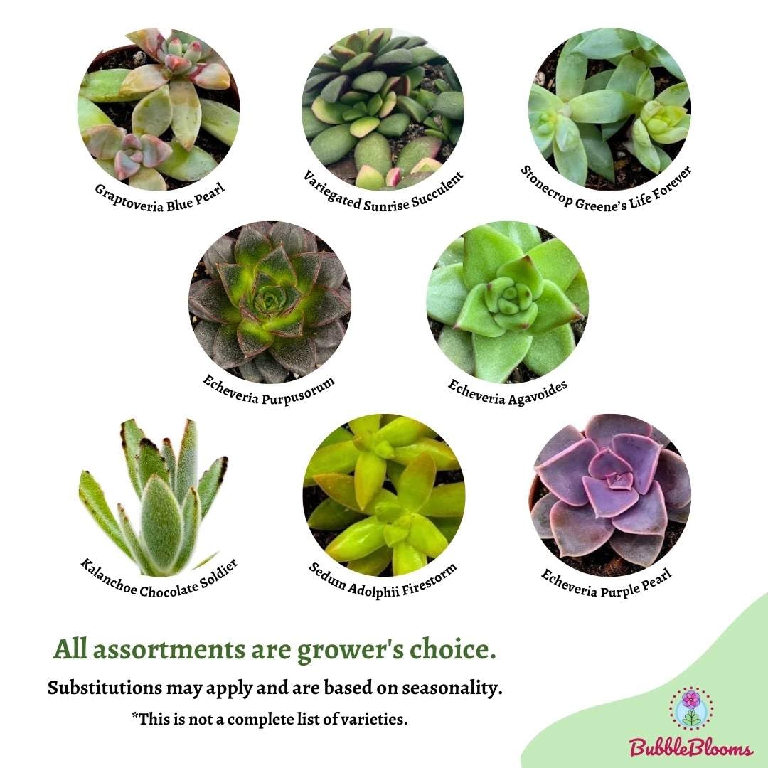 BubbleBlooms Succulent Assortment 2 inch Set of 6, echeveria, kalanchoe and More Variety