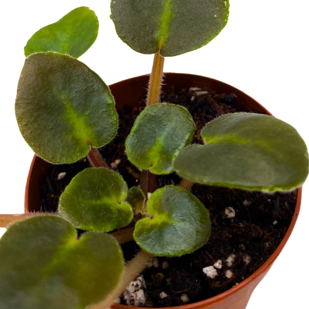 Harmony Foliage Mini African Violet Classic Rock 2 inch White Magenta Flower