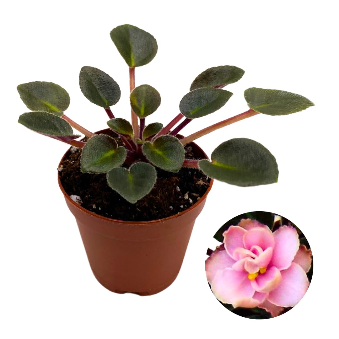 Harmony Foliage Mini African Violet Jolly Dear 2 inch Pink Flower