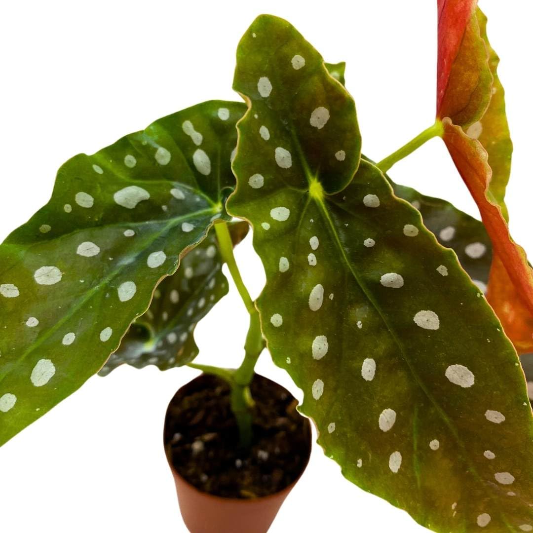 BubbleBlooms Begonia Maculata 2 inch Polka Dot Angel Wing