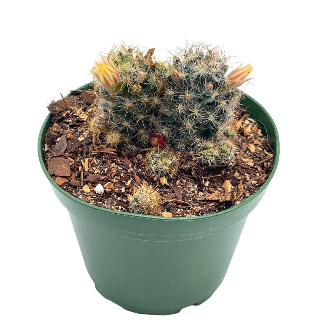 Mammillaria prolifera, Little Candle, Rare Cactus, 4 inch Pot, Well Rooted