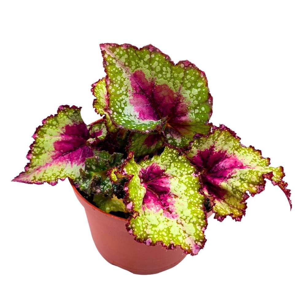 Harmony's Saint Nick Begonia Rex 6 inch Spiral Curls