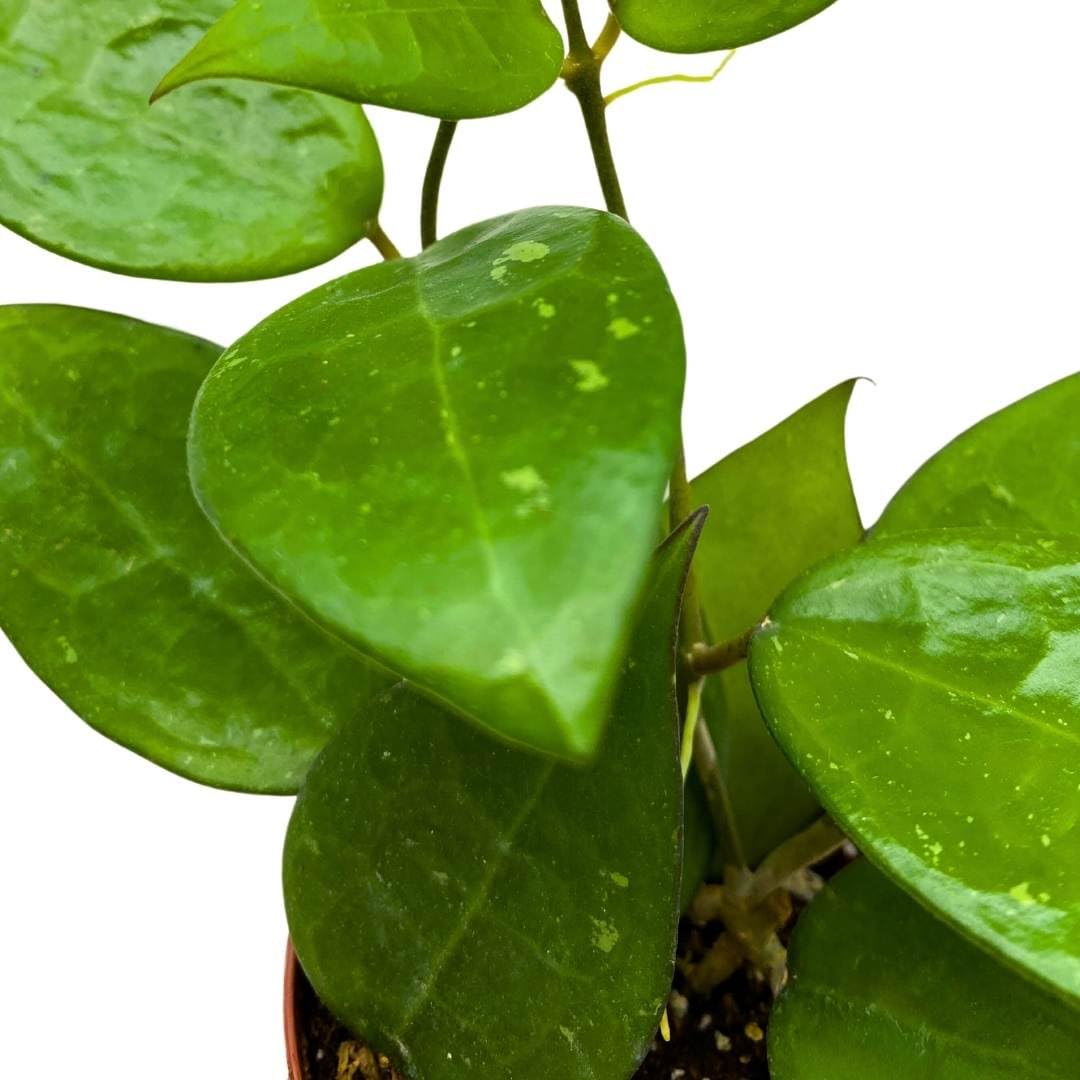 BubbleBlooms Hoya Black Margin Parastitca in a 2 inch Pot