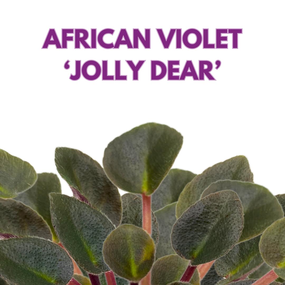 Harmony Foliage Mini African Violet Jolly Dear 2 inch Pink Flower