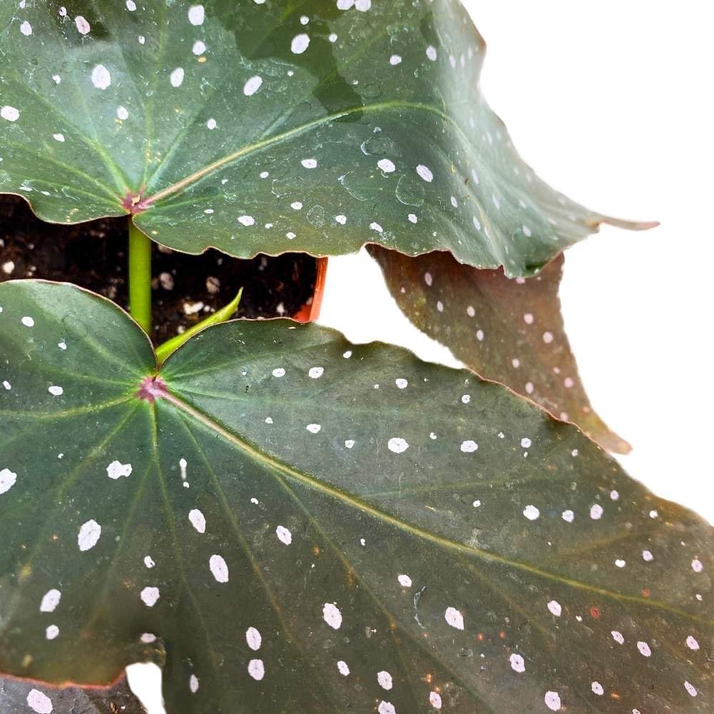 Harmony's Fallen Angel Angel Wing, 6 inch Cane Begonia Curly White Polkadots