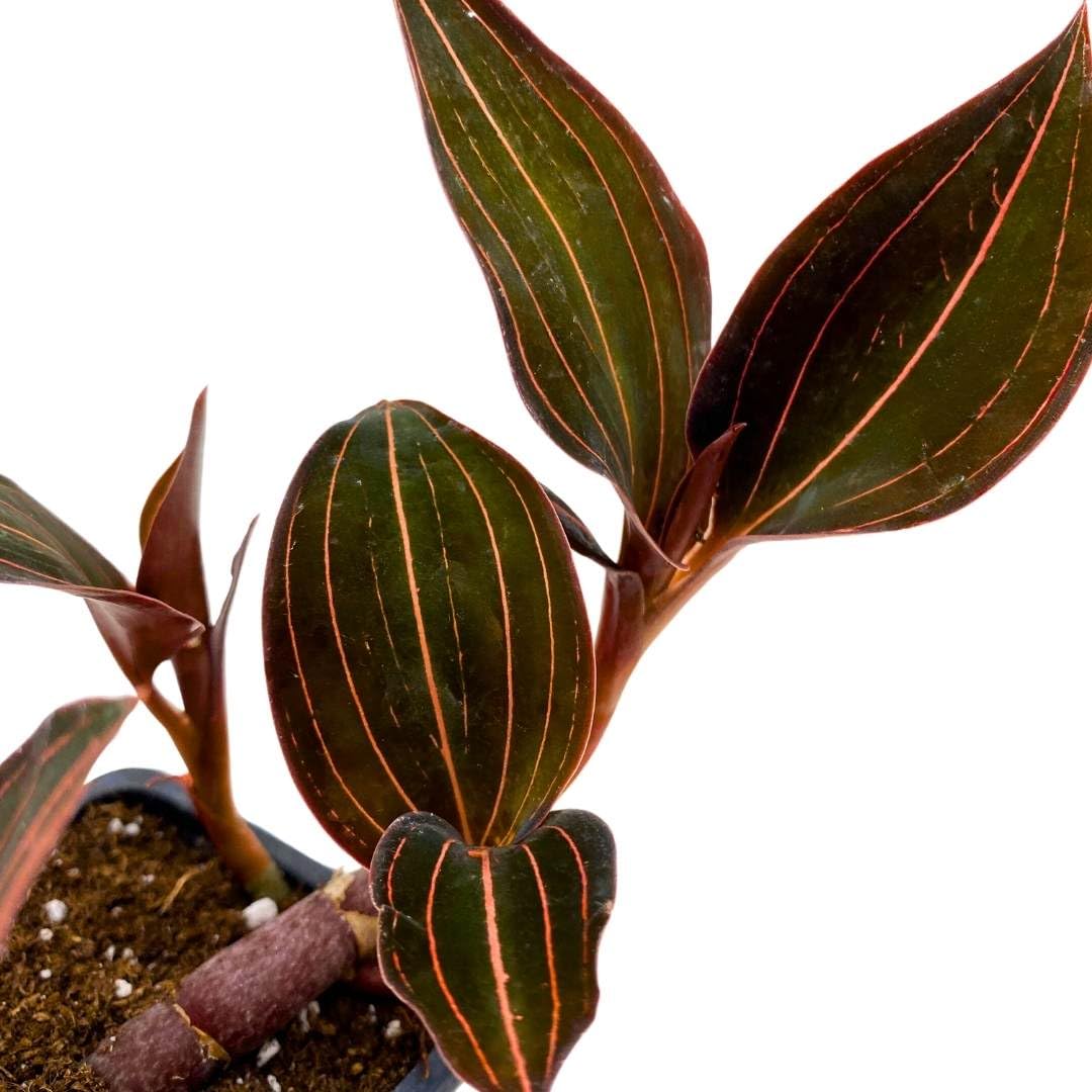 BubbleBlooms Black Jewel Orchid 3 inch